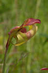 Purple pitcherplant